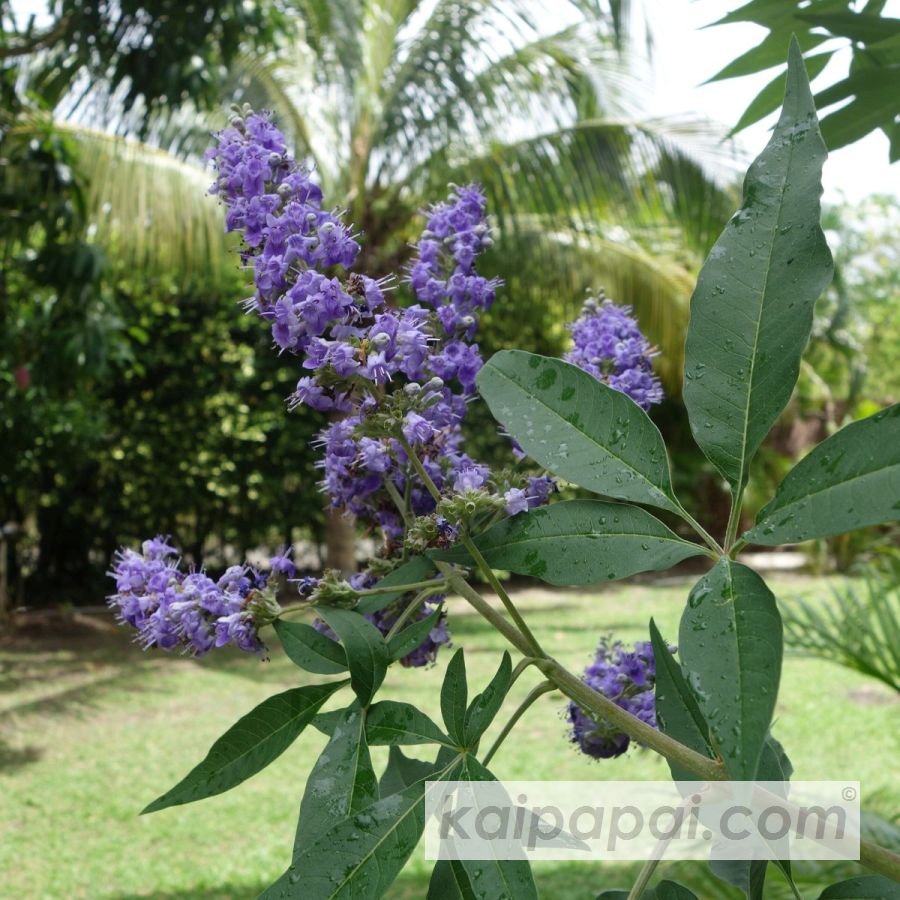 4- FRUITS, PLANTS & TASTEBUDS_4-2- FRUITS & PLANTS_4-2-1- Kaï Papaï's Orchard_4-2-1-2- What's growing_@0002