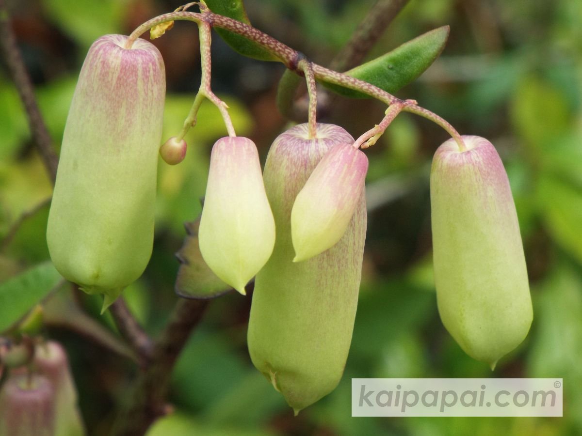 4- FRUITS, PLANTS & TASTEBUDS_4-2- FRUITS & PLANTS_4-2-1- Kaï Papaï's Orchard_4-2-1-2- What's growing_@0023