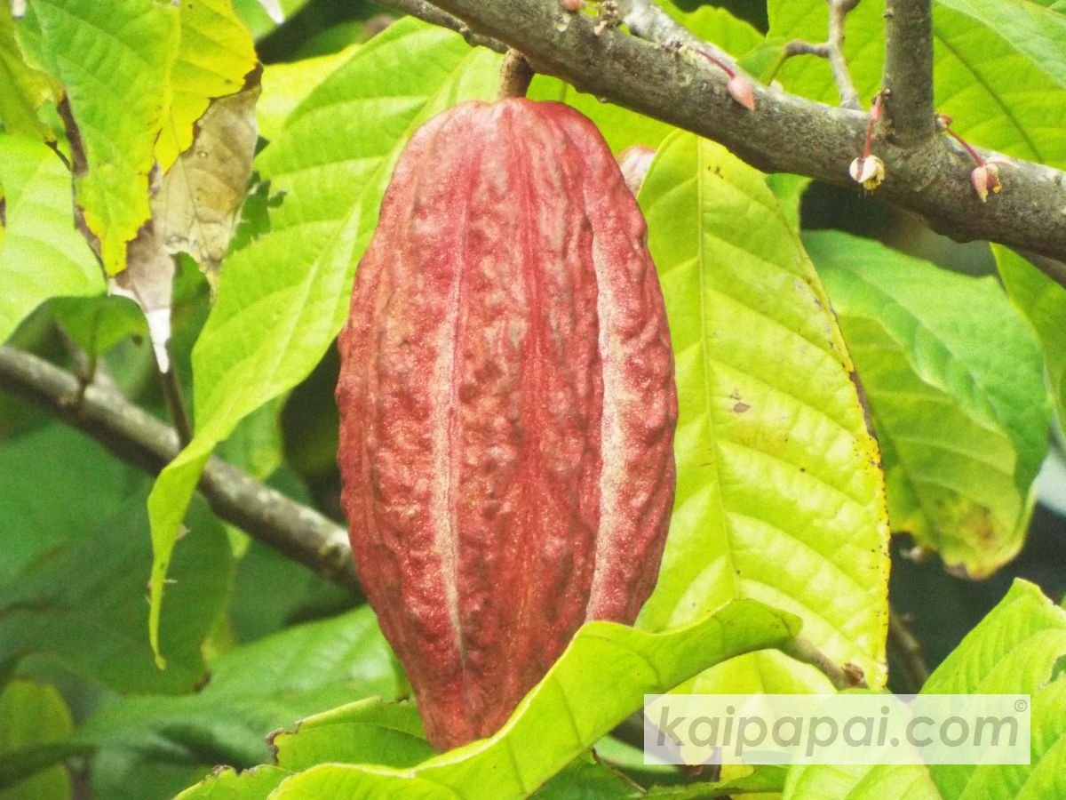 4- FRUITS, PLANTS & TASTEBUDS_4-2- FRUITS & PLANTS_4-2-1- Kaï Papaï's Orchard_4-2-1-2- What's growing_@0027