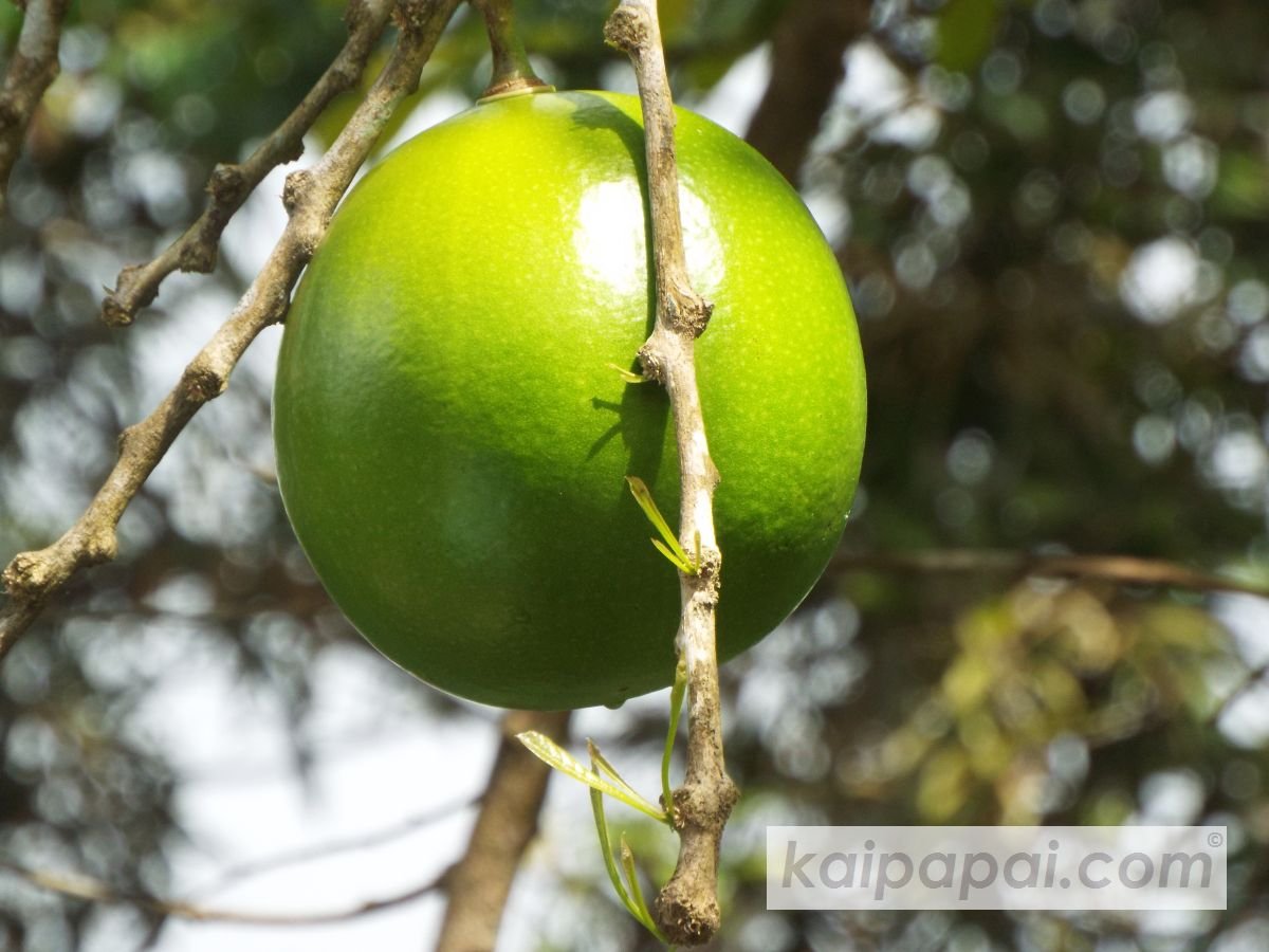 4- FRUITS, PLANTS & TASTEBUDS_4-2- FRUITS & PLANTS_4-2-1- Kaï Papaï's Orchard_4-2-1-2- What's growing_@0028