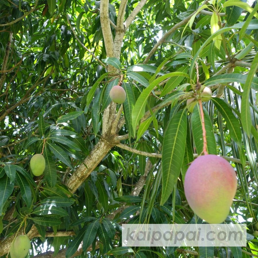 4- FRUITS, PLANTS & TASTEBUDS_4-2- FRUITS & PLANTS_4-2-1- Kaï Papaï's Orchard_4-2-1-2- What's growing_@0029