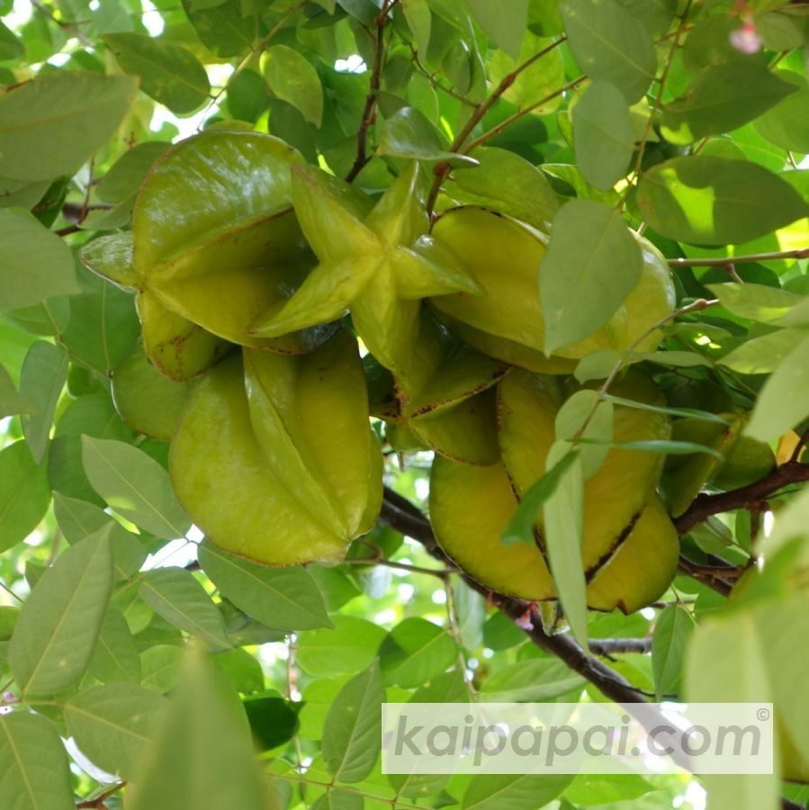 4- FRUITS, PLANTS & TASTEBUDS_4-2- FRUITS & PLANTS_4-2-1- Kaï Papaï's Orchard_4-2-1-2- What's growing_@0032