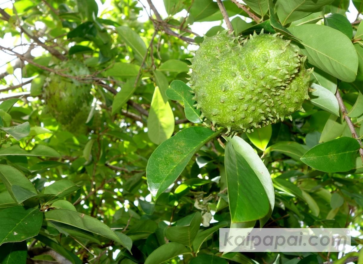 4- FRUITS, PLANTS & TASTEBUDS_4-2- FRUITS & PLANTS_4-2-1- Kaï Papaï's Orchard_4-2-1-2- What's growing_@0033