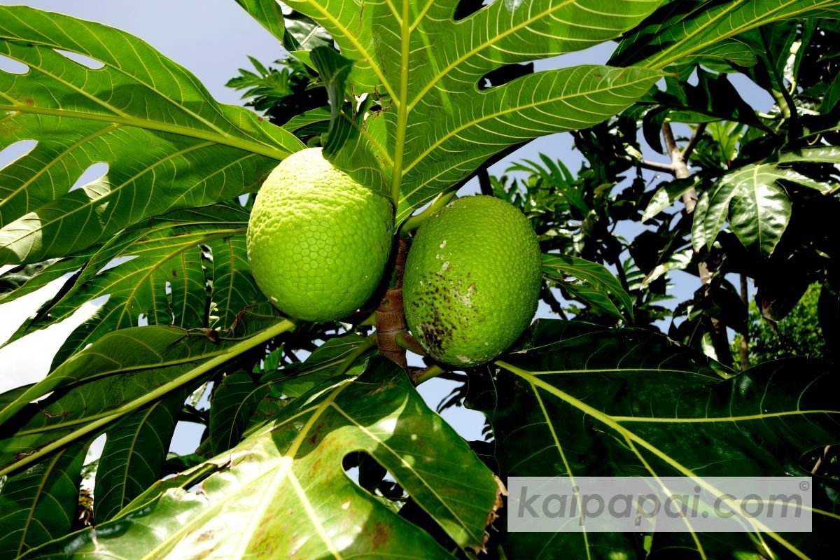 4- FRUITS, PLANTS & TASTEBUDS_4-2- FRUITS & PLANTS_4-2-1- Kaï Papaï's Orchard_4-2-1-2- What's growing_@0034