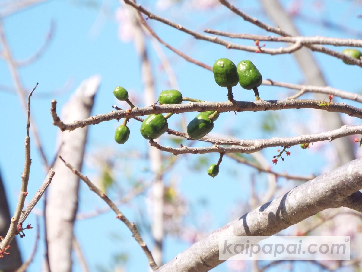 4- FRUITS, PLANTS & TASTEBUDS_4-2- FRUITS & PLANTS_4-2-1- Kaï Papaï's Orchard_4-2-1-2- What's growing_@0036