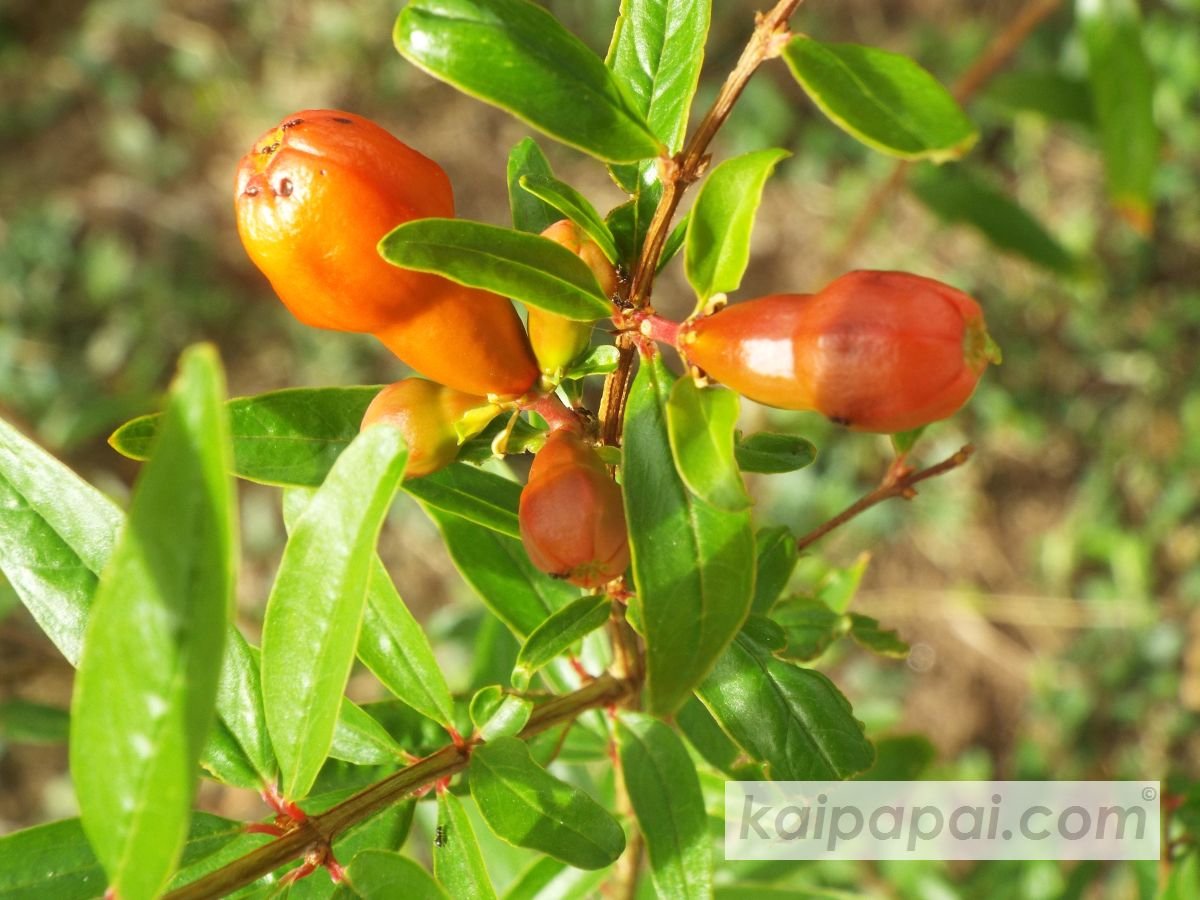 4- FRUITS, PLANTS & TASTEBUDS_4-2- FRUITS & PLANTS_4-2-1- Kaï Papaï's Orchard_4-2-1-2- What's growing_@0039