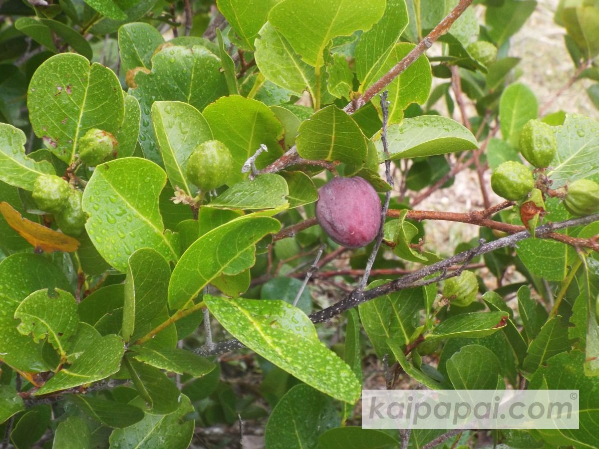 4- FRUITS, PLANTS & TASTEBUDS_4-2- FRUITS & PLANTS_4-2-1- Kaï Papaï's Orchard_4-2-1-2- What's growing_@0040