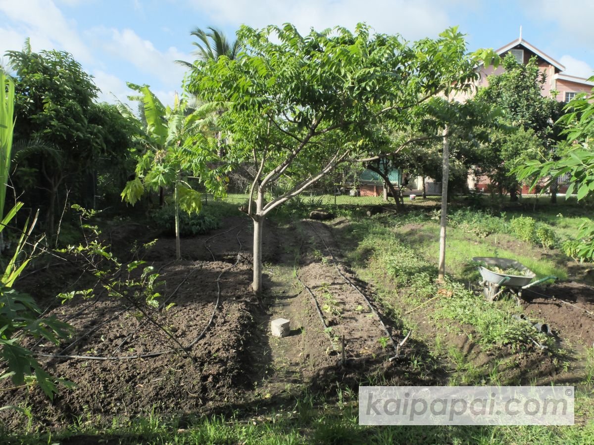 4- FRUITS, PLANTS & TASTEBUDS_4-2- FRUITS & PLANTS_4-2-1- Kaï Papaï's Orchard_4-2-1-2- What's growing_@0055