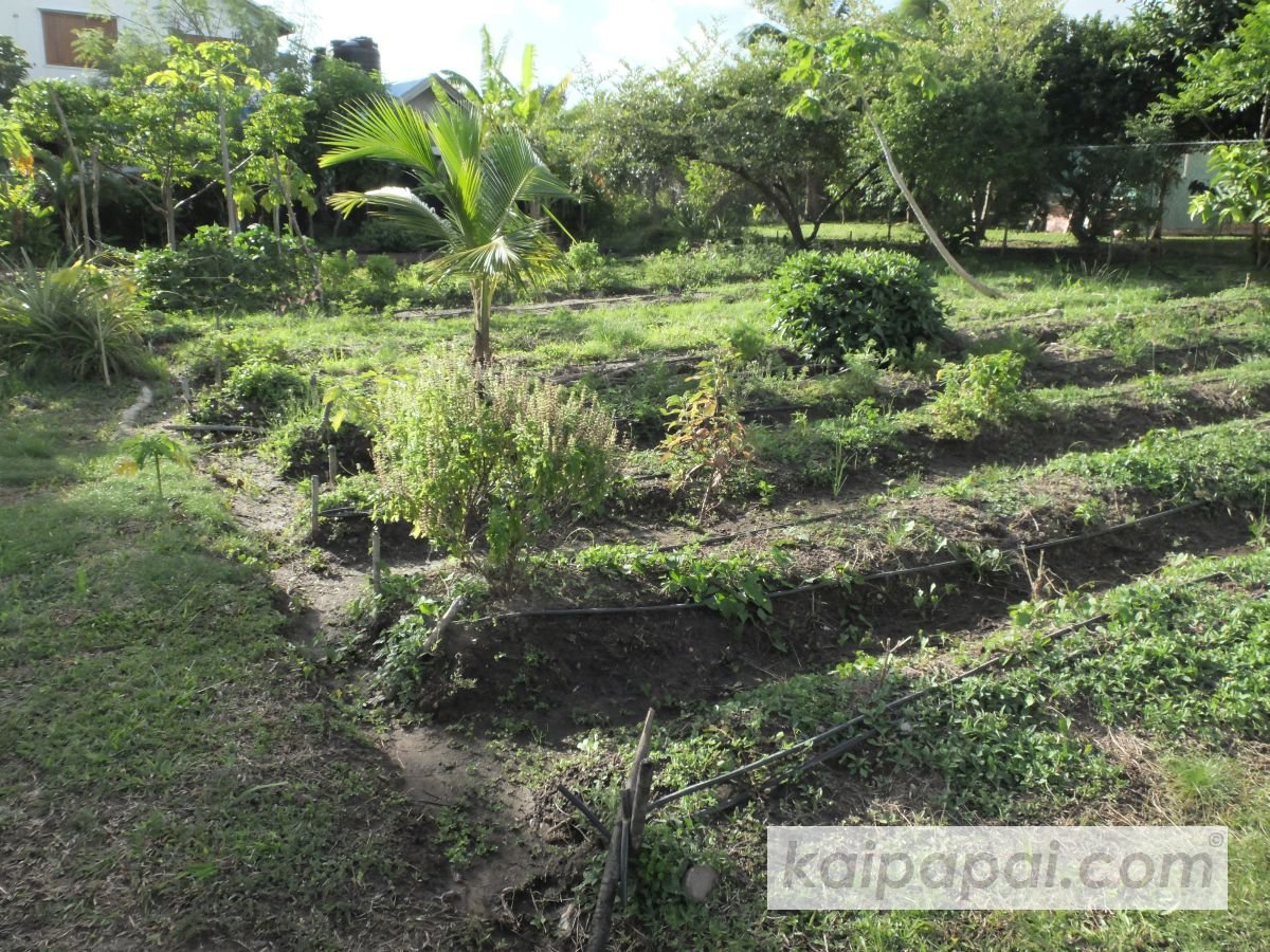 4- FRUITS, PLANTS & TASTEBUDS_4-2- FRUITS & PLANTS_4-2-1- Kaï Papaï's Orchard_4-2-1-2- What's growing_@0063