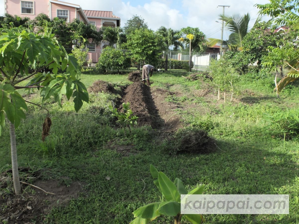 4- FRUITS, PLANTS & TASTEBUDS_4-2- FRUITS & PLANTS_4-2-1- Kaï Papaï's Orchard_4-2-1-2- What's growing_@0064