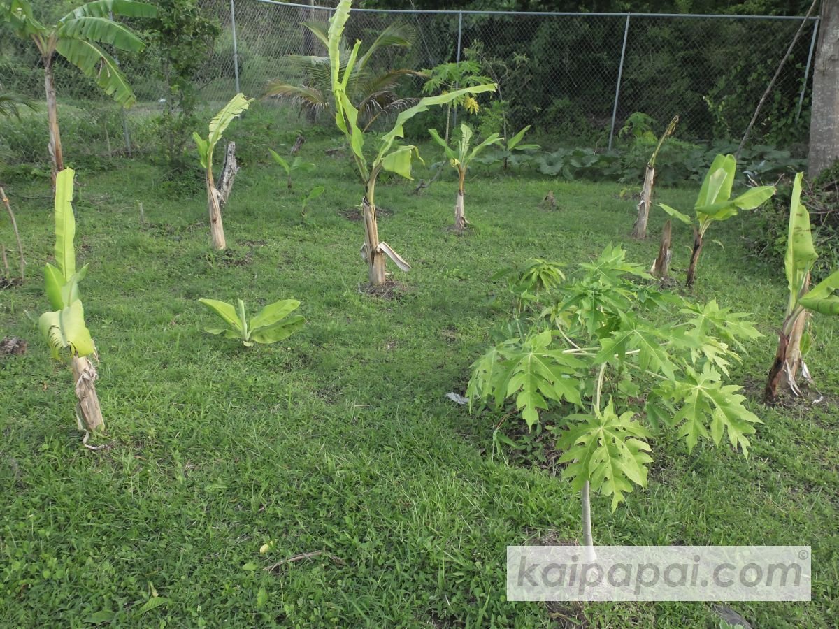 4- FRUITS, PLANTS & TASTEBUDS_4-2- FRUITS & PLANTS_4-2-1- Kaï Papaï's Orchard_4-2-1-2- What's growing_@0065