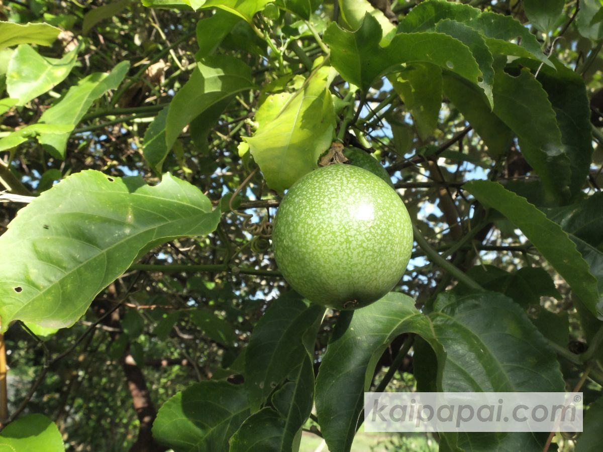 4- FRUITS, PLANTS & TASTEBUDS_4-2- FRUITS & PLANTS_4-2-1- Kaï Papaï's Orchard_4-2-1-2- What's growing_@0071