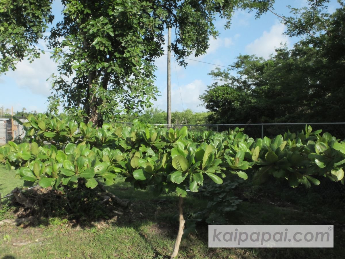 4- FRUITS, PLANTS & TASTEBUDS_4-2- FRUITS & PLANTS_4-2-1- Kaï Papaï's Orchard_4-2-1-2- What's growing_@0073