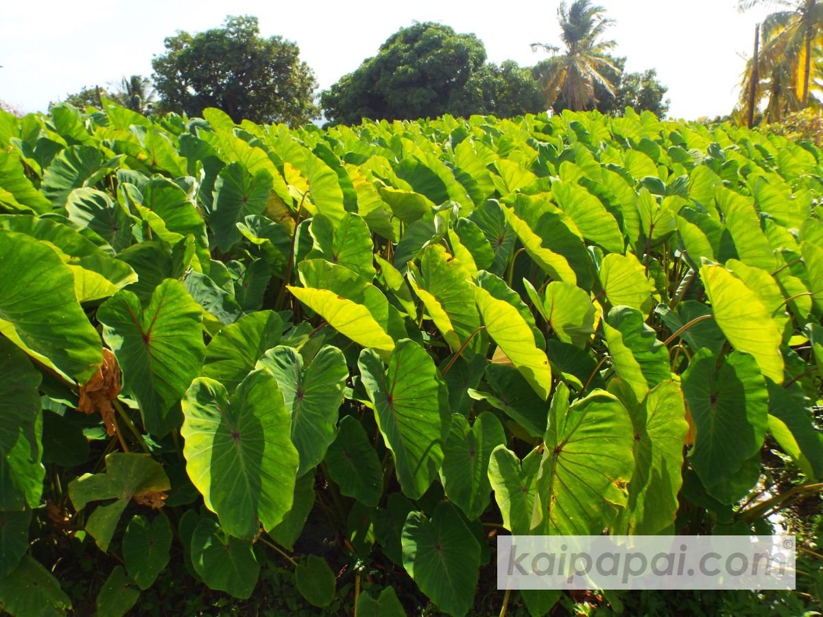 4- FRUITS, PLANTS & TASTEBUDS_4-2- FRUITS & PLANTS_4-2-1- Kaï Papaï's Orchard_4-2-1-2- What's growing_@0077