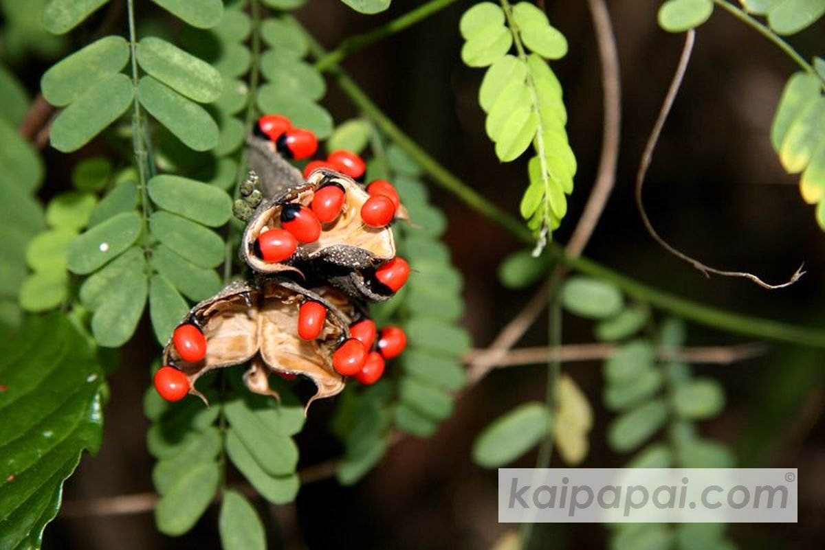 4- FRUITS, PLANTS & TASTEBUDS_4-2- FRUITS & PLANTS_4-2-1- Kaï Papaï's Orchard_4-2-1-2- What's growing_@0089