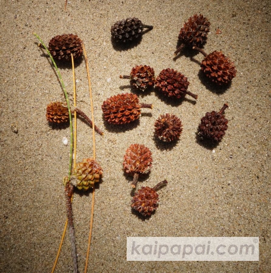 4- FRUITS, PLANTS & TASTEBUDS_4-2- FRUITS & PLANTS_4-2-1- Kaï Papaï's Orchard_4-2-1-2- What's growing_@0091