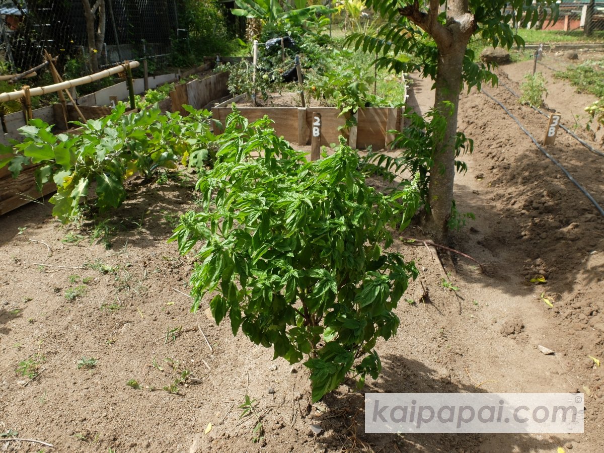 4- FRUITS, PLANTS & TASTEBUDS_4-2- FRUITS & PLANTS_4-2-1- Kaï Papaï's Orchard-03-Basil