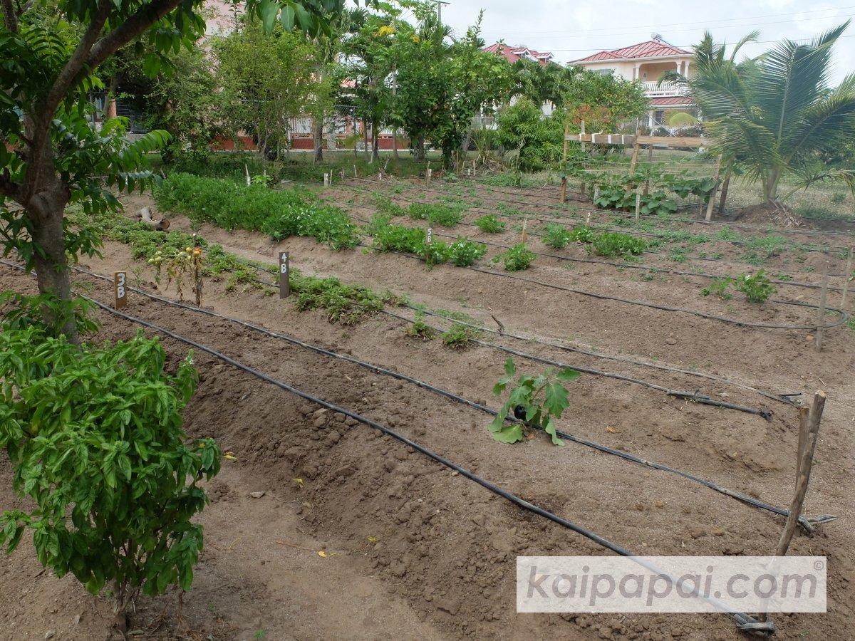 4- FRUITS, PLANTS & TASTEBUDS_4-2- FRUITS & PLANTS_4-2-1- Kaï Papaï's Orchard-04-Overview