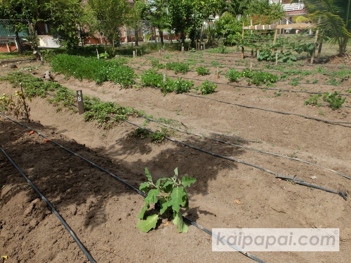 4- FRUITS, PLANTS & TASTEBUDS_4-2- FRUITS & PLANTS_4-2-1- Kaï Papaï's Orchard-05-Overview