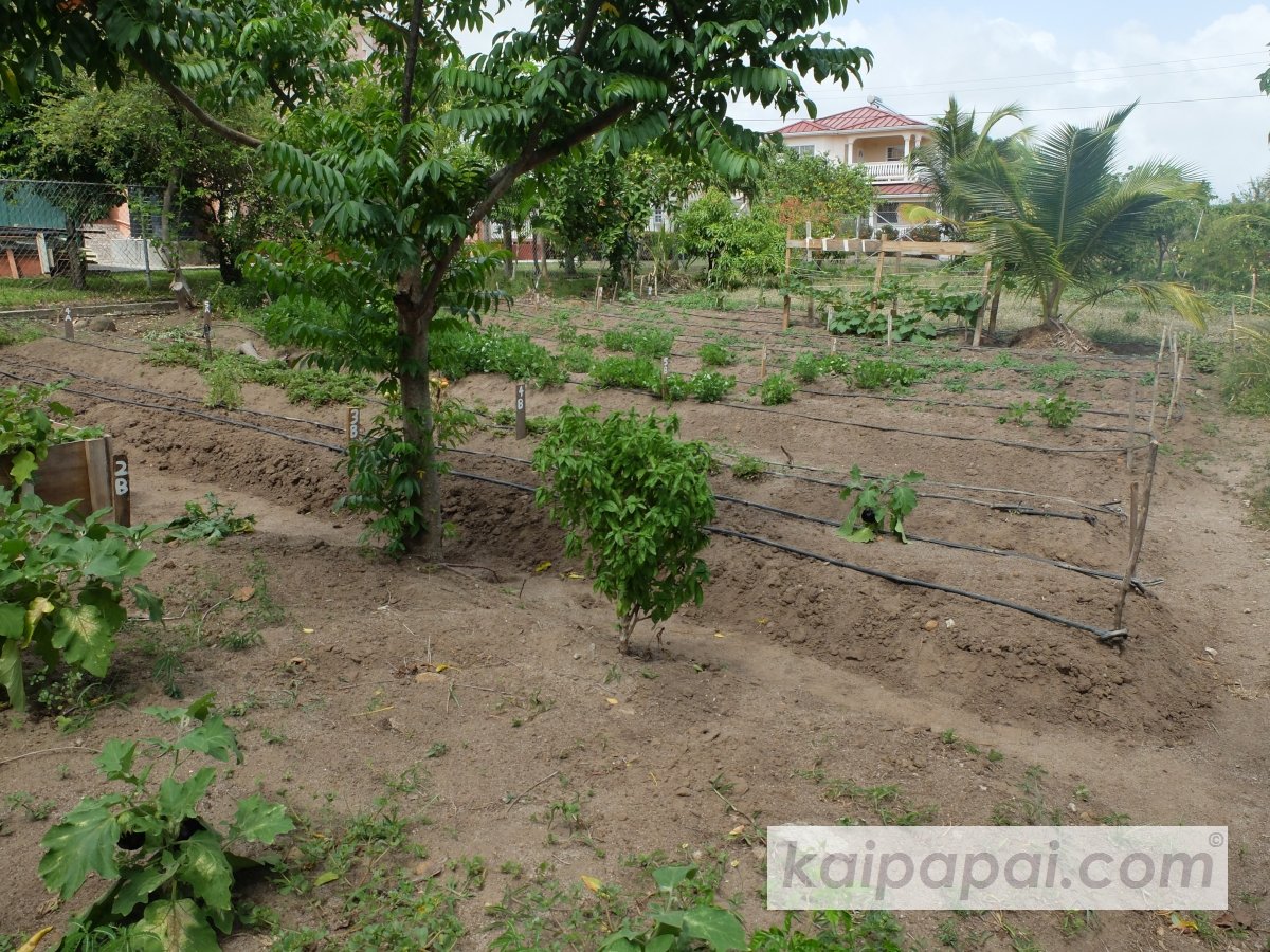 4- FRUITS, PLANTS & TASTEBUDS_4-2- FRUITS & PLANTS_4-2-1- Kaï Papaï's Orchard-06-Overview