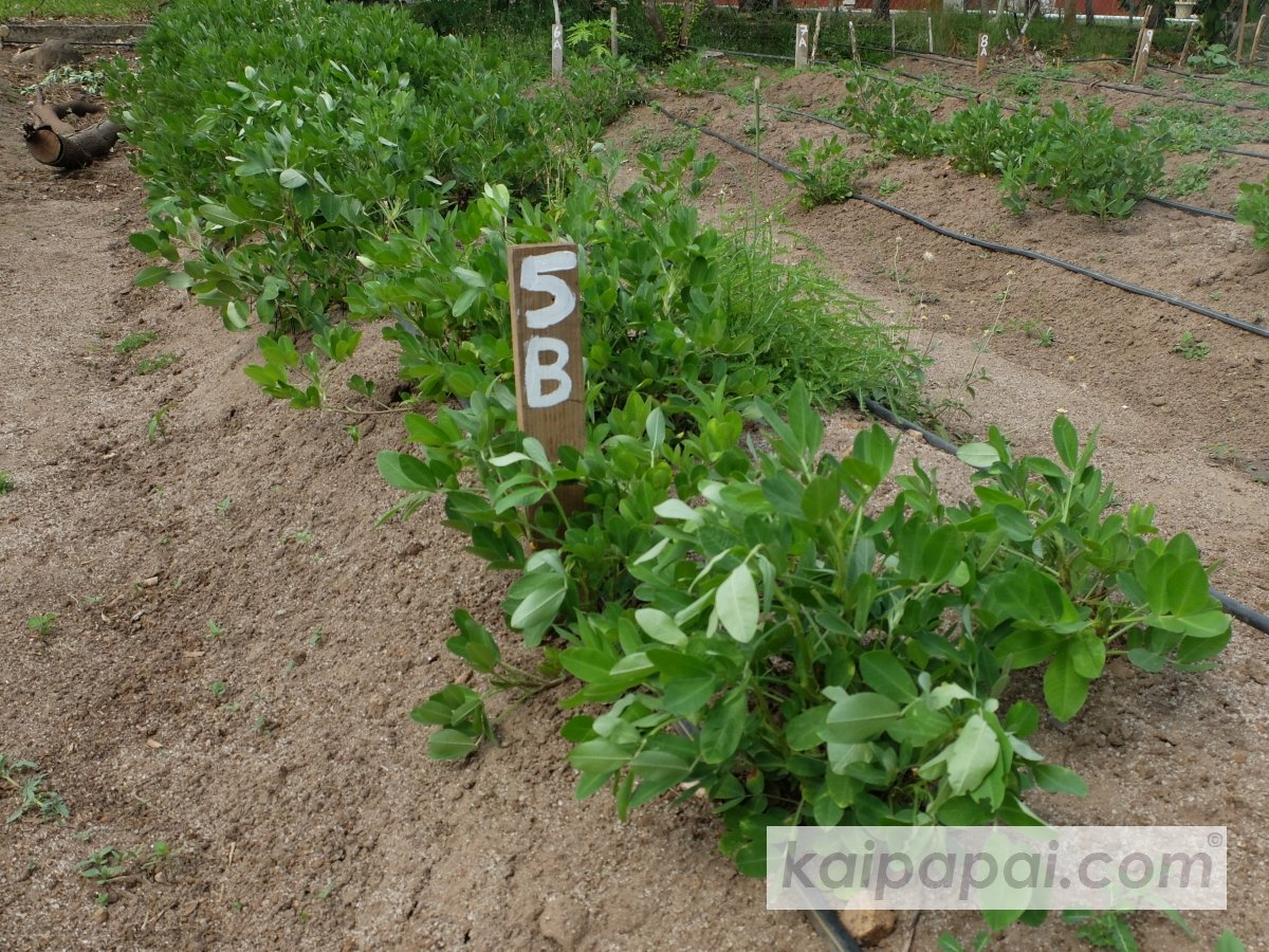 4- FRUITS, PLANTS & TASTEBUDS_4-2- FRUITS & PLANTS_4-2-1- Kaï Papaï's Orchard-09-Peanuts