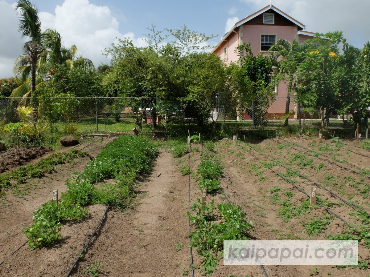 4- FRUITS, PLANTS & TASTEBUDS_4-2- FRUITS & PLANTS_4-2-1- Kaï Papaï's Orchard-11-Garden-SouthWest