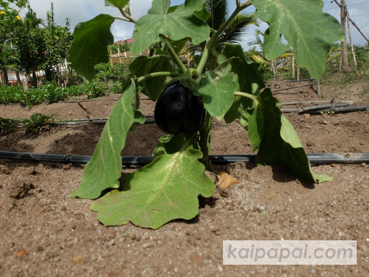 4- FRUITS, PLANTS & TASTEBUDS_4-2- FRUITS & PLANTS_4-2-1- Kaï Papaï's Orchard-12-Eggplant