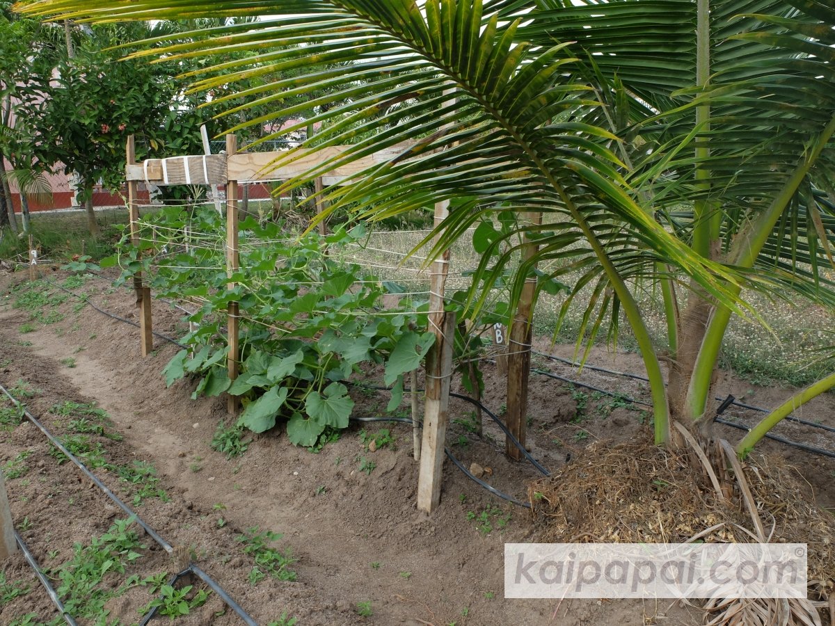 4- FRUITS, PLANTS & TASTEBUDS_4-2- FRUITS & PLANTS_4-2-1- Kaï Papaï's Orchard-13-Gouge
