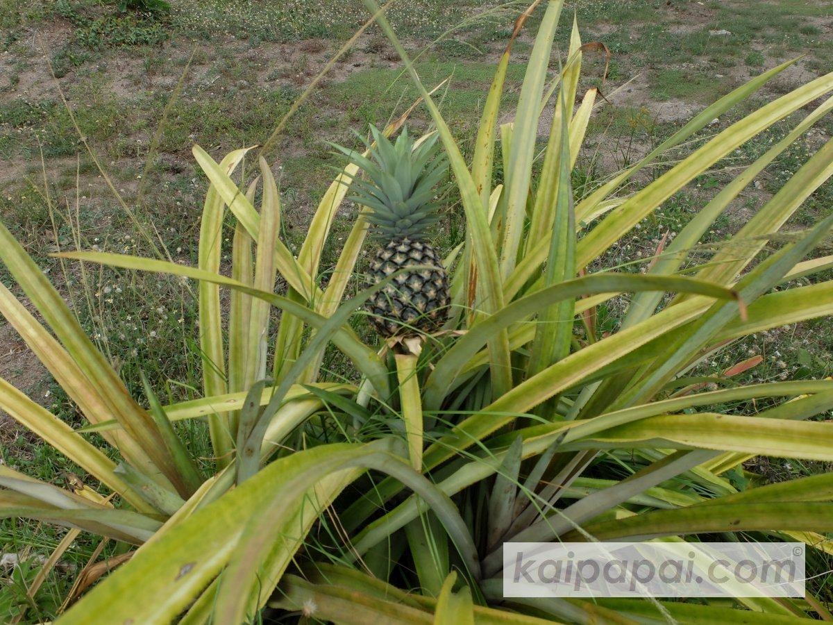 4- FRUITS, PLANTS & TASTEBUDS_4-2- FRUITS & PLANTS_4-2-1- Kaï Papaï's Orchard-19-Pineapple