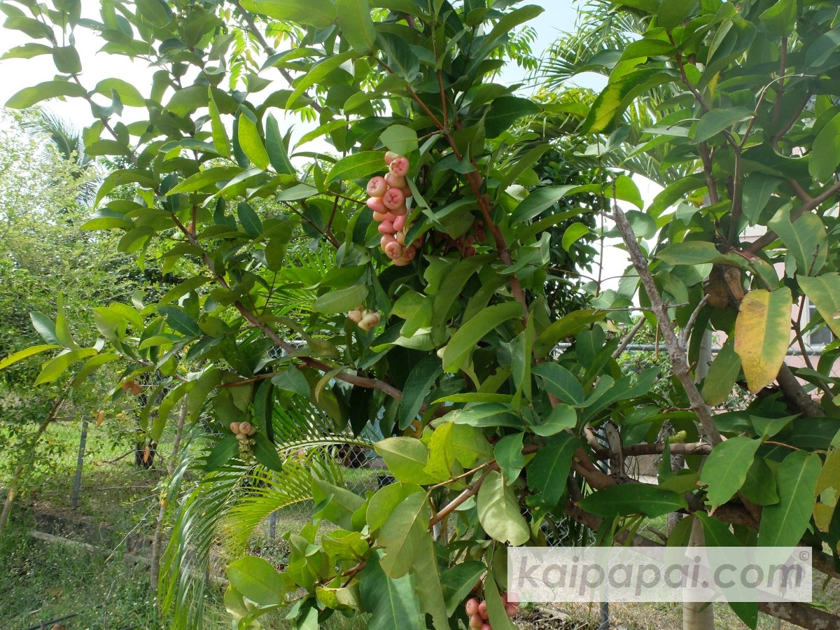 4- FRUITS, PLANTS & TASTEBUDS_4-2- FRUITS & PLANTS_4-2-1- Kaï Papaï's Orchard-24-Wax Apples