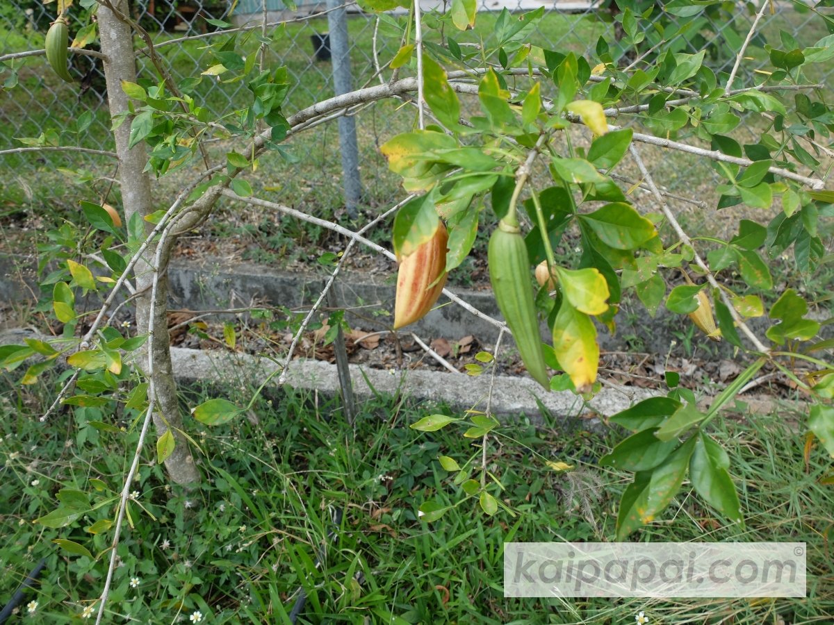4- FRUITS, PLANTS & TASTEBUDS_4-2- FRUITS & PLANTS_4-2-1- Kaï Papaï's Orchard-25-Banan Fig